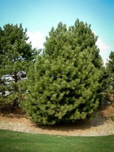 Сосна Чёрная (Pinus Nigra) купить по цене от 270.00р. в интернет-магазине «Посадика» с доставкой почтой в в Таштаголе и по всей России – [изображение №1].