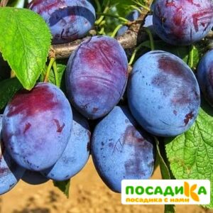 Слива Чачакская ранняя купить по цене от 229.00р. в интернет-магазине «Посадика» с доставкой почтой в в Таштаголе и по всей России – [изображение №1].