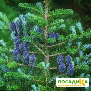 Пихта корейская (Abies koreana) купить по цене от 450.00р. в интернет-магазине «Посадика» с доставкой почтой в в Таштаголе и по всей России – [изображение №1].