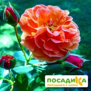 Роза Арабия купить по цене от 350.00р. в интернет-магазине «Посадика» с доставкой почтой в в Таштаголе и по всей России – [изображение №1].