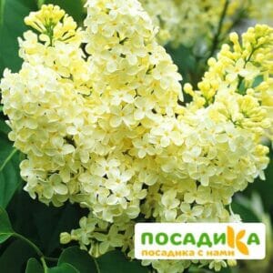 Сирень Примроуз (Primrose) купить по цене от 529.00р. в интернет-магазине «Посадика» с доставкой почтой в в Таштаголе и по всей России – [изображение №1].