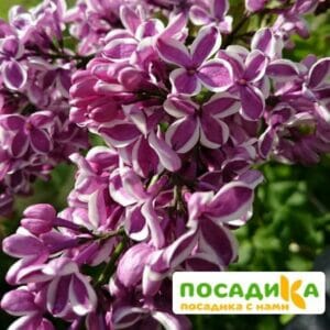 Сирень Сенсация купить по цене от 529.00р. в интернет-магазине «Посадика» с доставкой почтой в в Таштаголе и по всей России – [изображение №1].