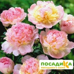 Пион Распберри Сандей (Paeonia Raspberry Sundae) купить по цене от 959р. в интернет-магазине «Посадика» с доставкой почтой в в Таштаголе и по всей России – [изображение №1].