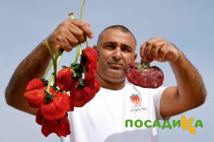 Клубника Гигант Джорнея купить по цене от 266р. в интернет-магазине «Посадика» с доставкой почтой в в Таштаголе и по всей России – [изображение №1].
