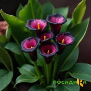 Калла Аура Лейс купить по цене от 400р. в интернет-магазине «Посадика» с доставкой почтой в в Таштаголе и по всей России – [изображение №1].