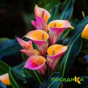 Калла Оникс купить по цене от 450р. в интернет-магазине «Посадика» с доставкой почтой в в Таштаголе и по всей России – [изображение №1].