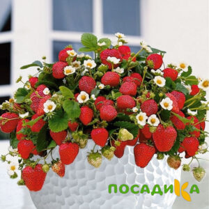 Клубника Рубиновый Шепот (горшечная) купить по цене от 240р. в интернет-магазине «Посадика» с доставкой почтой в в Таштаголе и по всей России – [изображение №1].