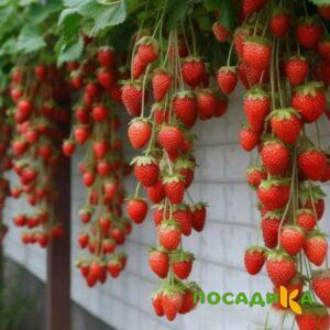 Клубника вьющаяся Комплимент купить по цене от 470р. в интернет-магазине «Посадика» с доставкой почтой в в Таштаголе и по всей России – [изображение №1].