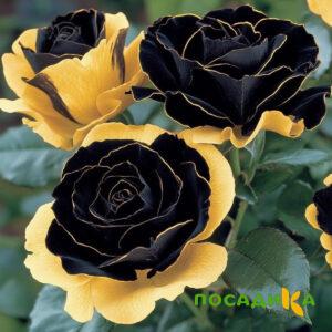 Роза Ханни Сикл купить по цене от 700р. в интернет-магазине «Посадика» с доставкой почтой в в Таштаголе и по всей России – [изображение №1].
