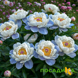 Пион акварельный Этюд купить по цене от 806р. в интернет-магазине «Посадика» с доставкой почтой в в Таштаголе и по всей России – [изображение №1].