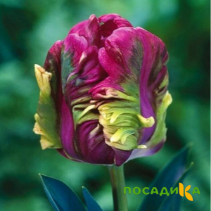 Тюльпан Экзотик Хэвен купить по цене от 186р. в интернет-магазине «Посадика» с доставкой почтой в в Таштаголе и по всей России – [изображение №1].
