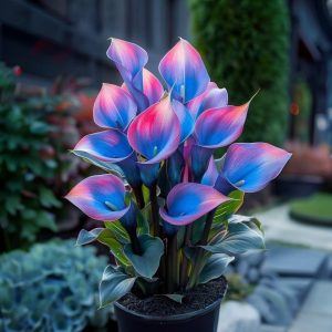 Калла Импрессия купить по цене от 590р. в интернет-магазине «Посадика» с доставкой почтой в в Таштаголе и по всей России – [изображение №1].