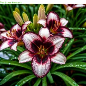 Лилейник Крим Сикл купить по цене от 799р. в интернет-магазине «Посадика» с доставкой почтой в в Таштаголе и по всей России – [изображение №1].