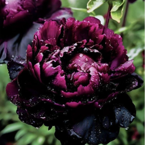 Пион Темный Сад купить по цене от 421р. в интернет-магазине «Посадика» с доставкой почтой в в Таштаголе и по всей России – [изображение №1].