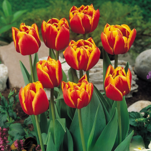 Тюльпан Блэк Фаер купить по цене от 275р. в интернет-магазине «Посадика» с доставкой почтой в в Таштаголе и по всей России – [изображение №1].