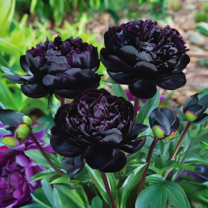 Пион Королевский Бархат купить по цене от 419р. в интернет-магазине «Посадика» с доставкой почтой в в Таштаголе и по всей России – [изображение №1].