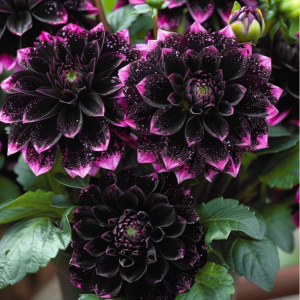 Георгин Лаванда Лейс купить по цене от 679р. в интернет-магазине «Посадика» с доставкой почтой в в Таштаголе и по всей России – [изображение №1].