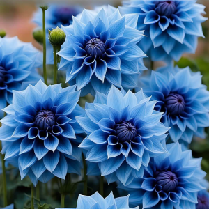 Георгин Вижапе купить по цене от 699р. в интернет-магазине «Посадика» с доставкой почтой в в Таштаголе и по всей России – [изображение №1].